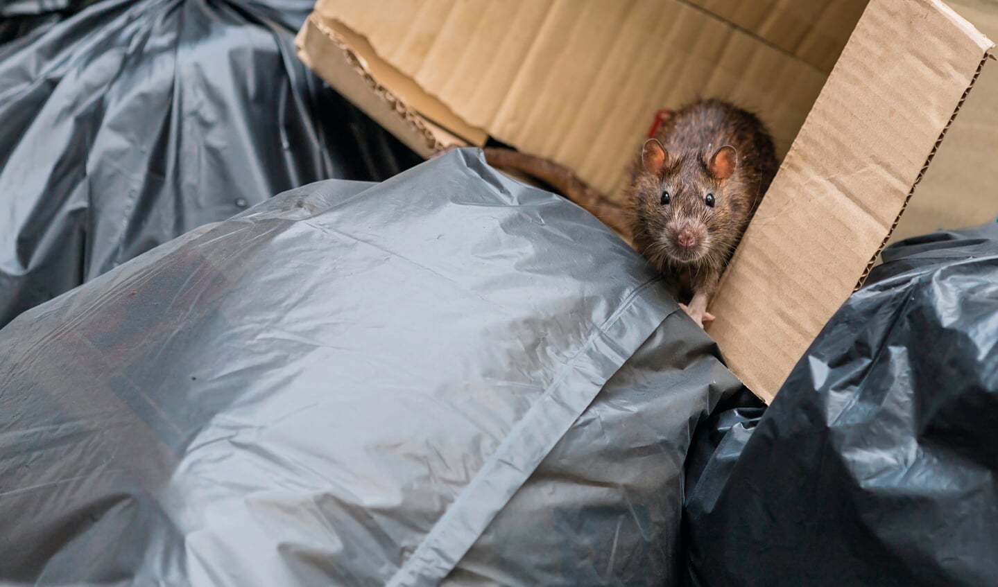 Meldingen Over Ratten Nemen Landelijk Toe - Nieuws Uit De Regio Amersfoort