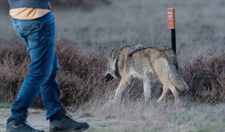 Eén van de wolven in nationaal park De Hoge Veluwe.