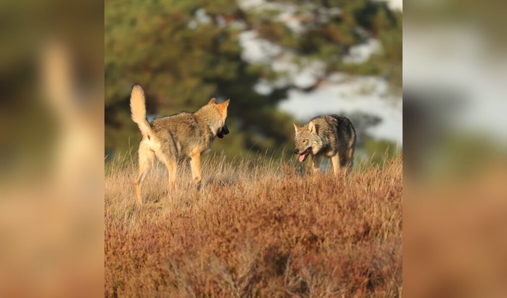 Spelende jonge wolven in nationaal park De Hoge Veluwe.