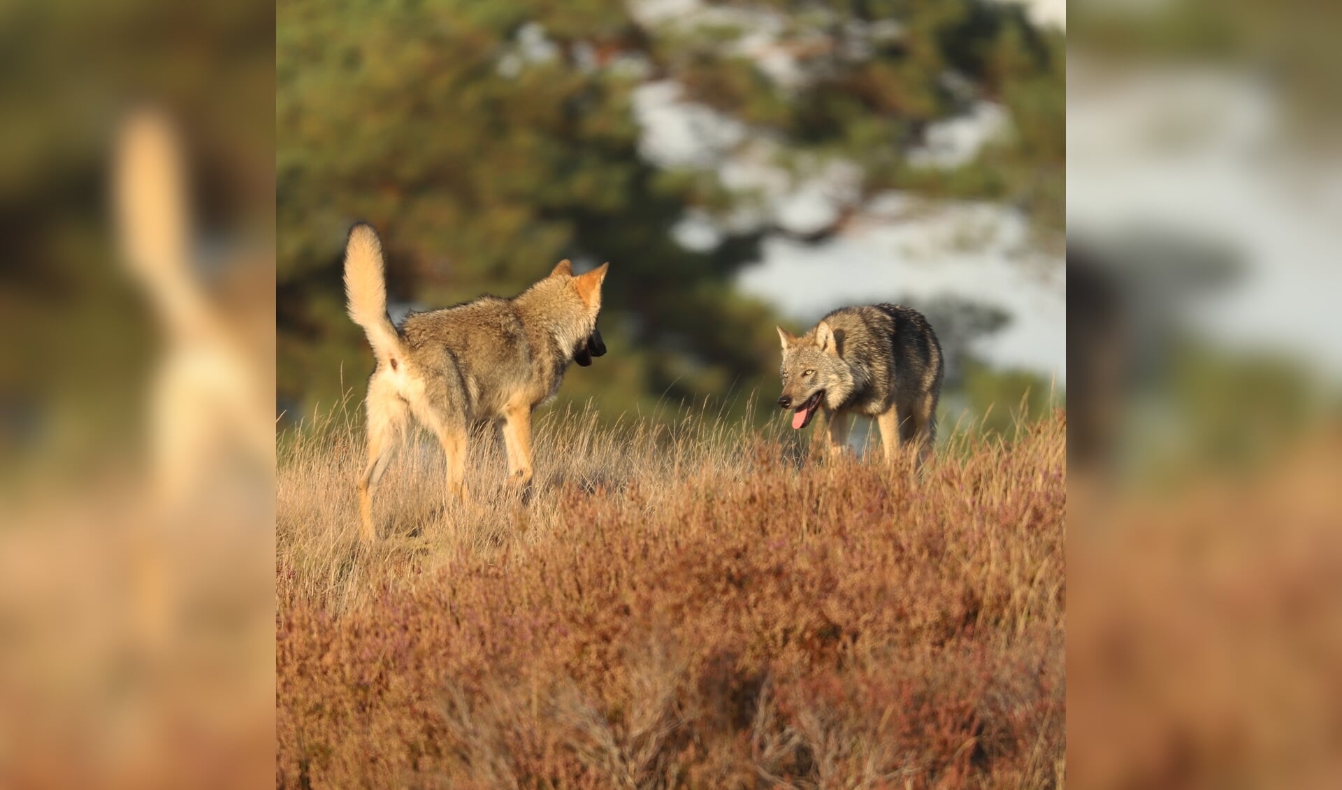 Spelende jonge wolven in nationaal park De Hoge Veluwe.