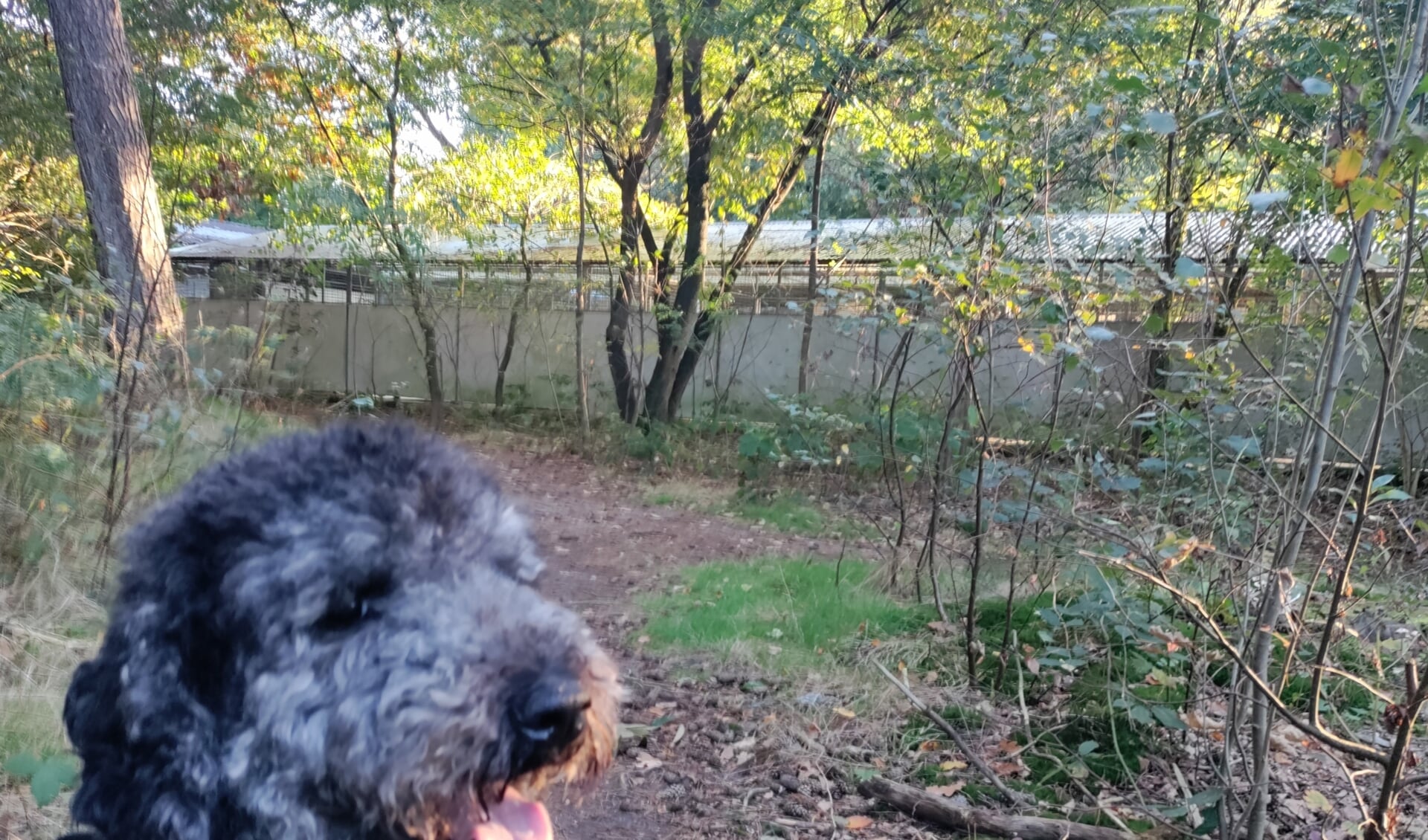 De drie nieuwe voetbalvelden moeten in het bos achter het Dierentehuis komen. Het asiel is bang voor onrust bij de honden.