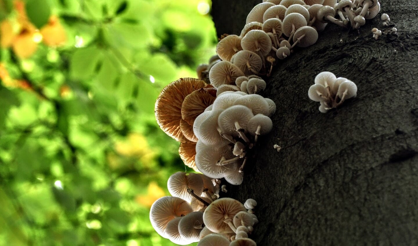 herfst paddenstoel zwam paddenstoelen zwammen najaar Elswout