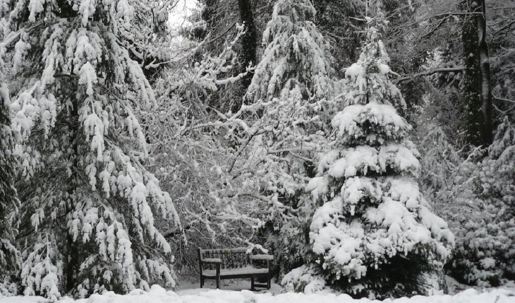 kerstbomen op Landgoed Schovenhorst 