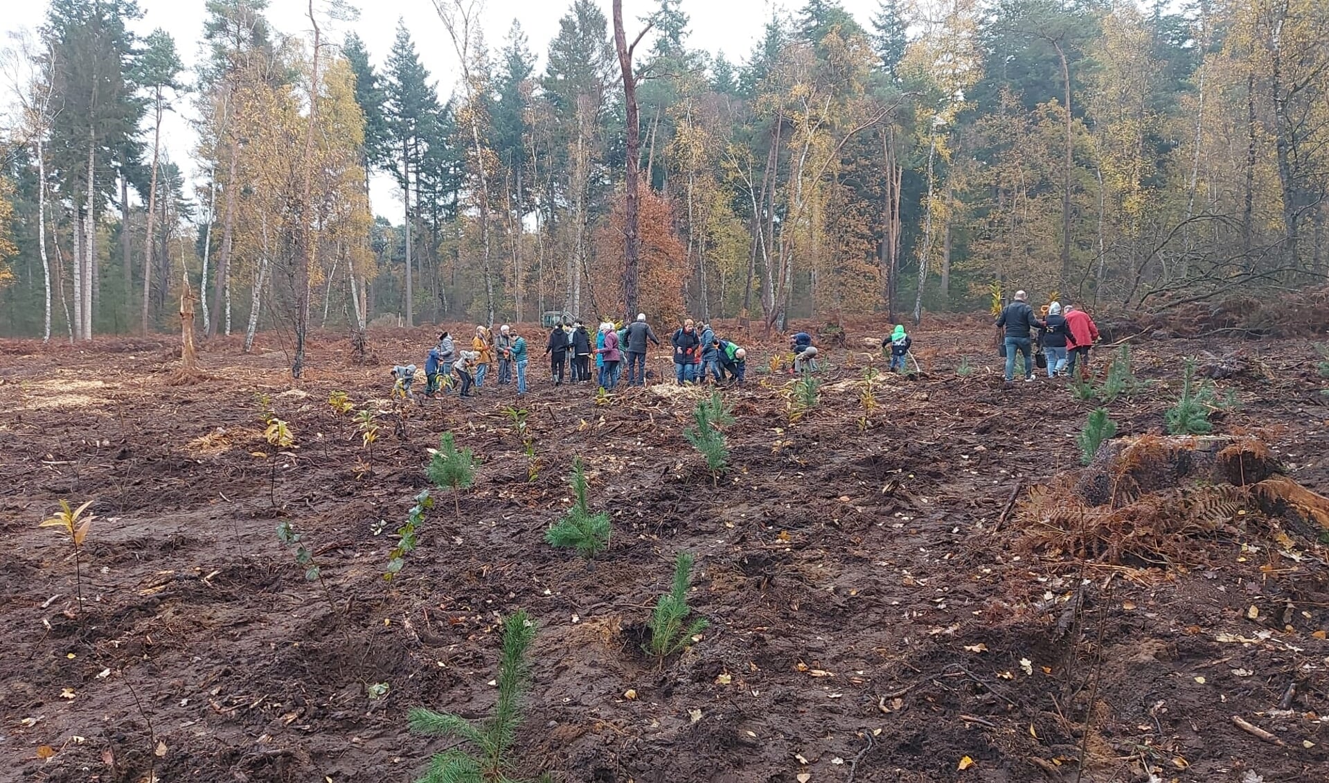 Tientallen vrijwilligers hielpen mee bij het planten van bomen op Landgoed Pijnenburg.