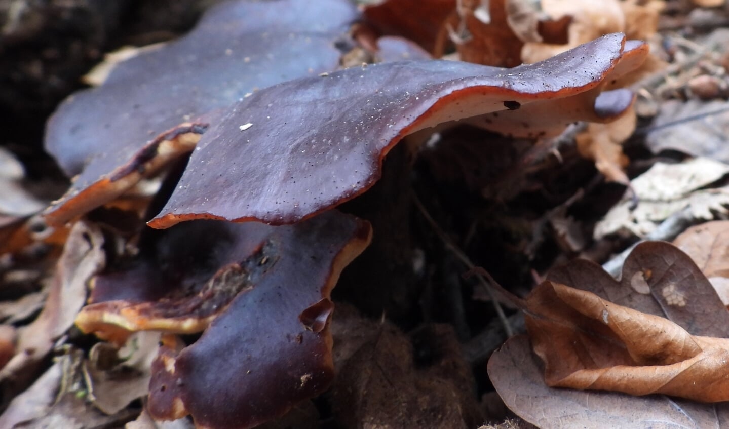 Peksteel is een minder alledaagse paddenstoel die groeit op dood hout.