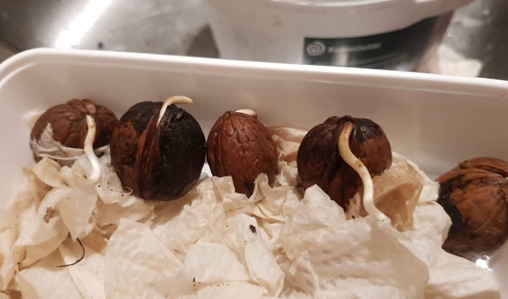 Het kiemen van walnoten.