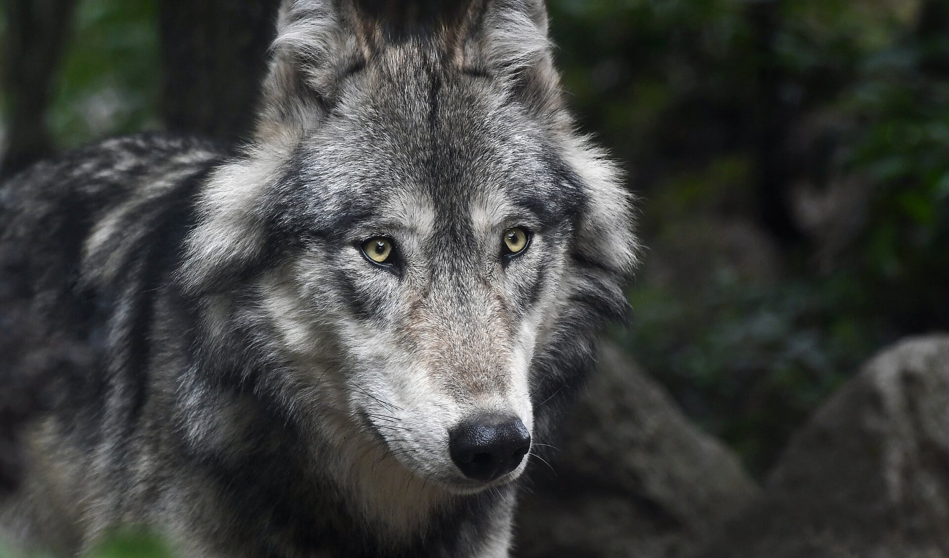 De jonge wolf benadert bezoekers van het park en is niet meer schuw. 