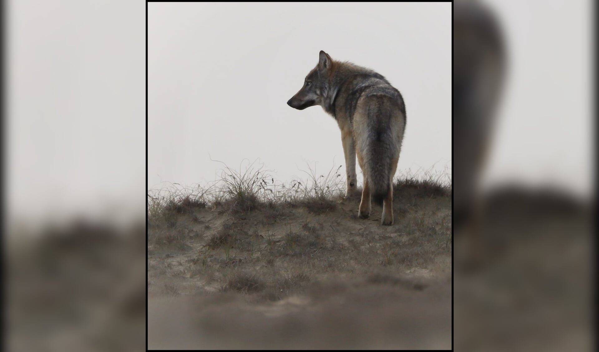 Een wolf in nationaal park De Hoge Veluwe, gefotografeerd op zondag 30 oktober.
