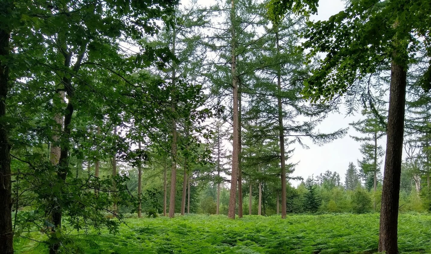 Ruimte om bomen te planten op de Lichtenbeek