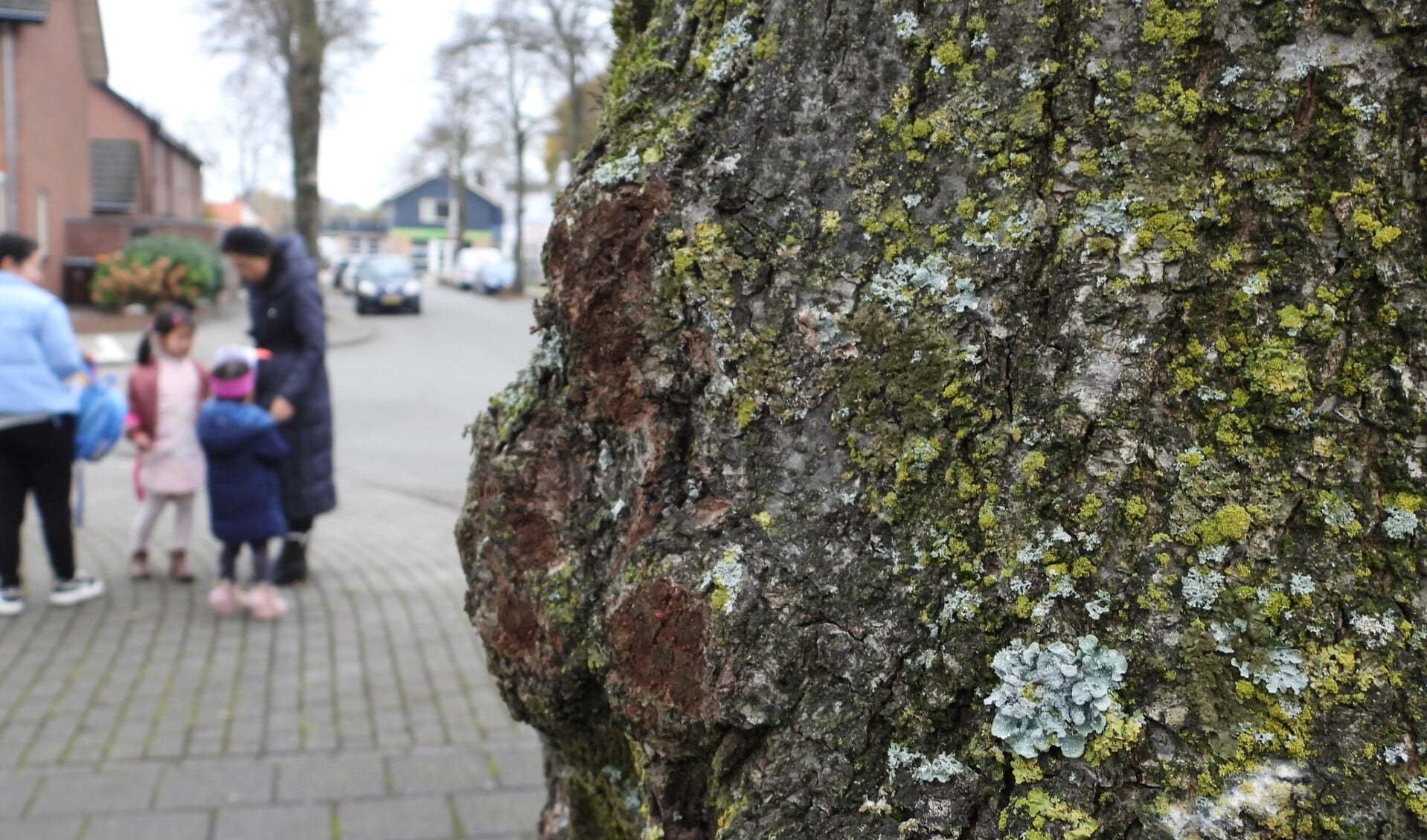 Een weelde aan mossen en korstmossen op lindeschors langs de Van Broekhuyzenstraat in Otterlo.