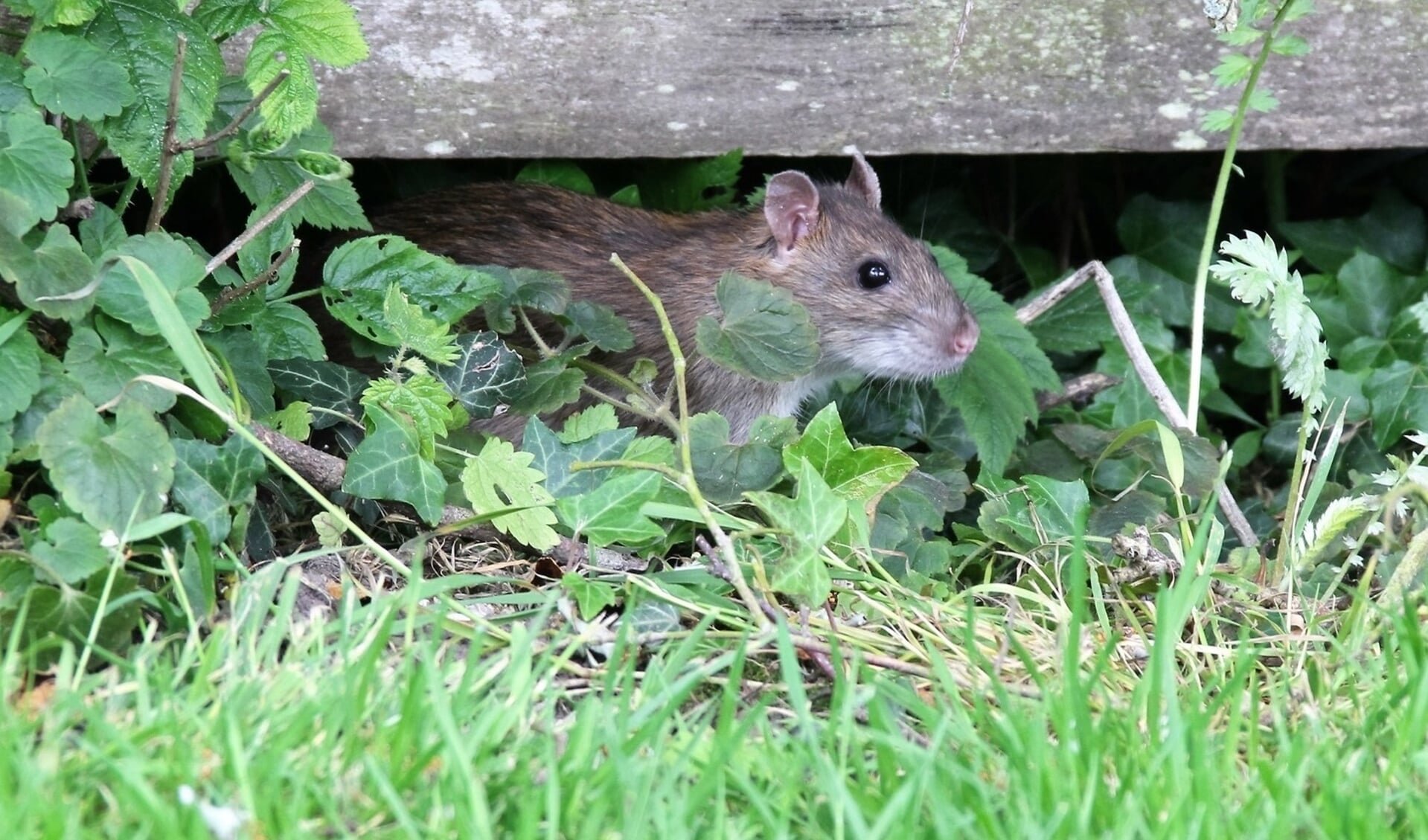 Kopen van muizen- rattengif door particulieren vanaf 1 2023 verboden - EdeStad.nl Nieuws uit de regio Ede