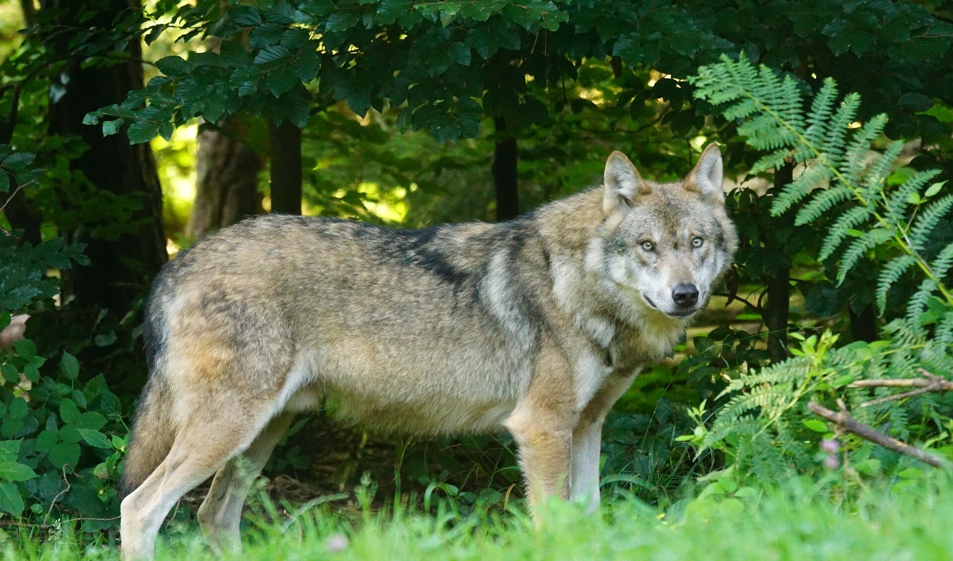 Bij het Wolvenmeldpunt zijn in het najaar 1070 meldingen van wolven of wolvensporen gedaan.