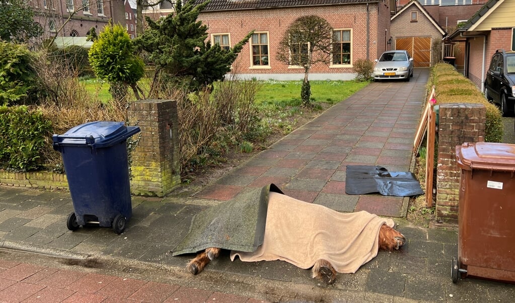 De pony lag donderdag op de oprit en werd vrijdagmorgen op de openbare weg gelegd, op aangeven van een destructiebedrijf dat het kadaver afvoerde.