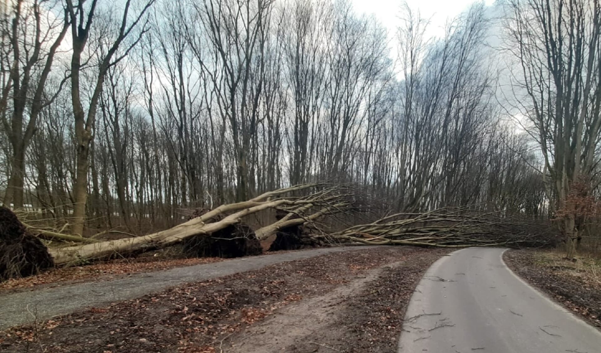 In het Amsterdamse Bos werden circa 110 geveld door storm Eunice. Een deel van dat hout wordt nu geveild.