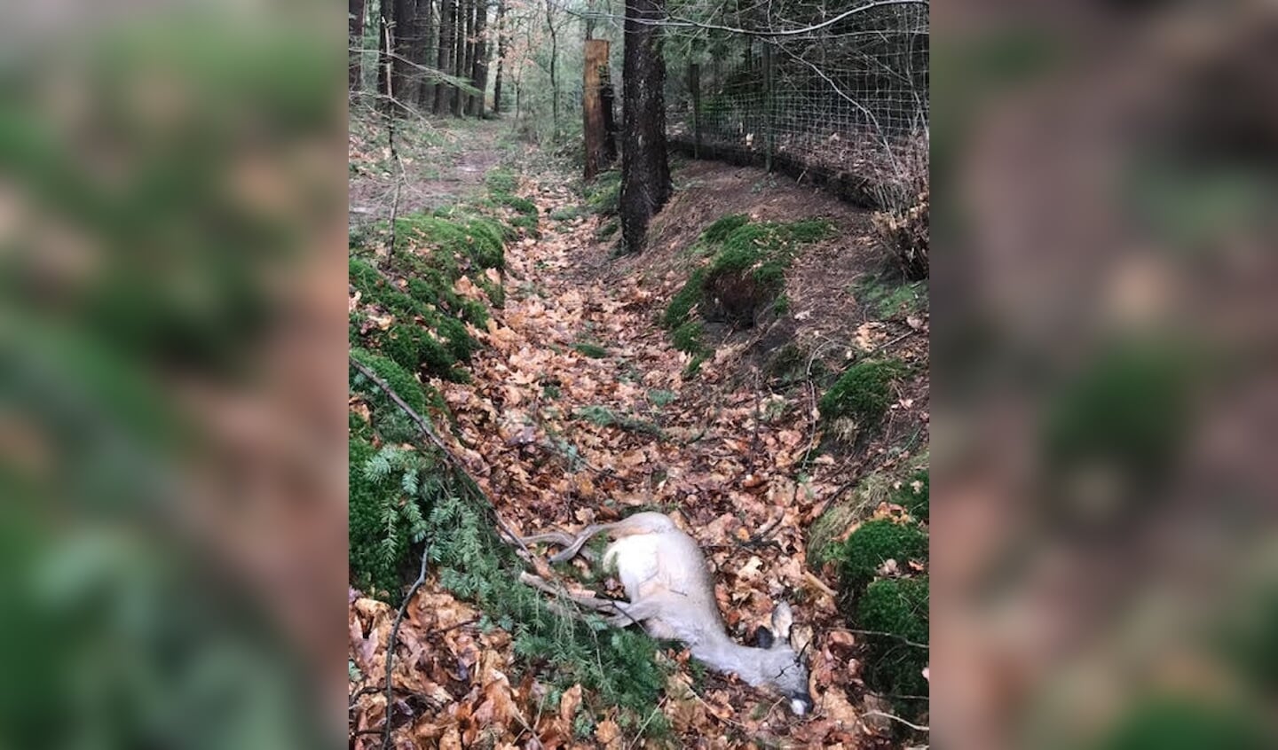Dode jonge reebok door loslopende hond.