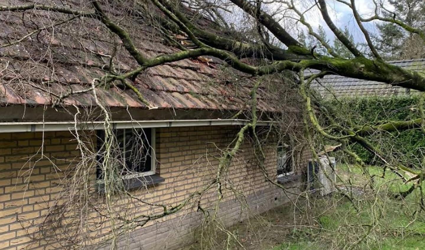 ,,Door goed voor je bomen te zorgen, voorkom je veel problemen."