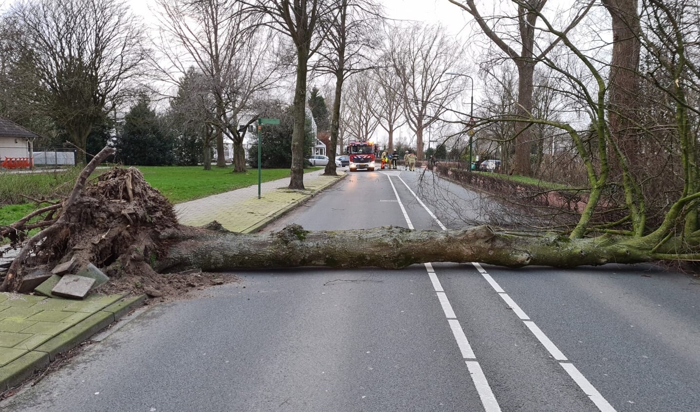 Een omgevallen boom over De Geerenweg.