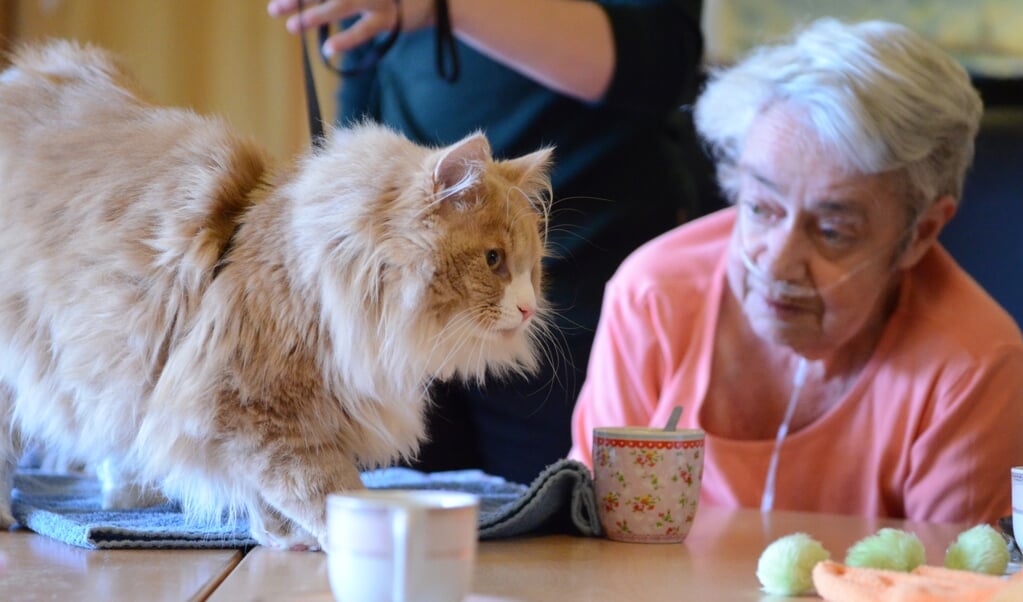 Floyd op kattenbezoek bij oudere dame
