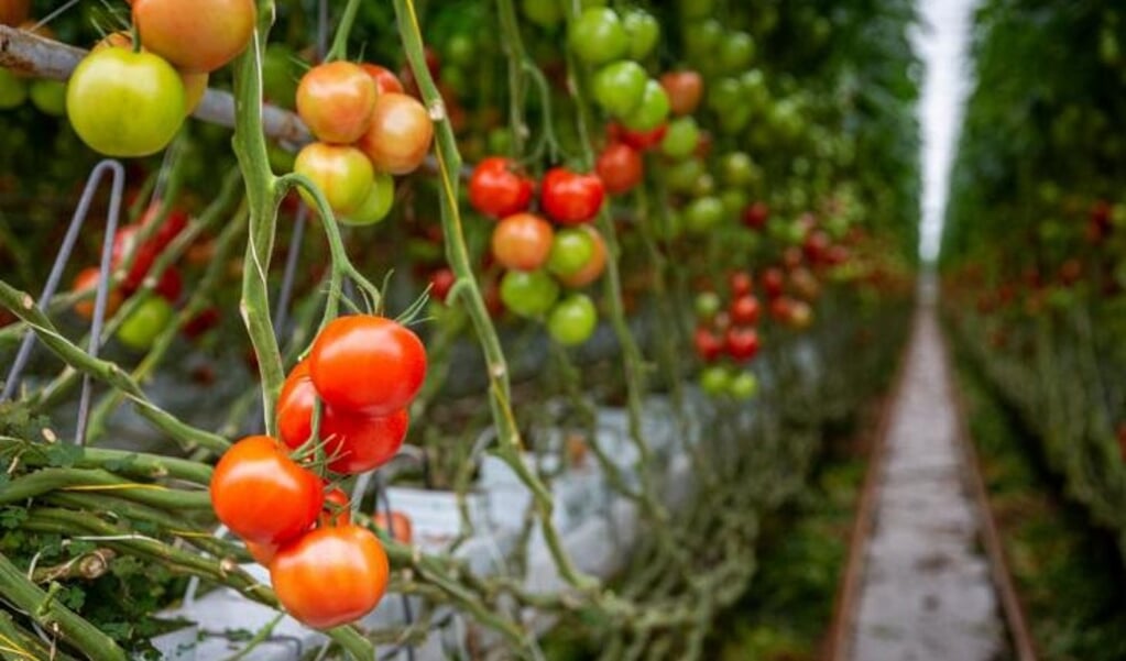 Tomatenkwekerij De Groot Toamtes (Harmelen) 