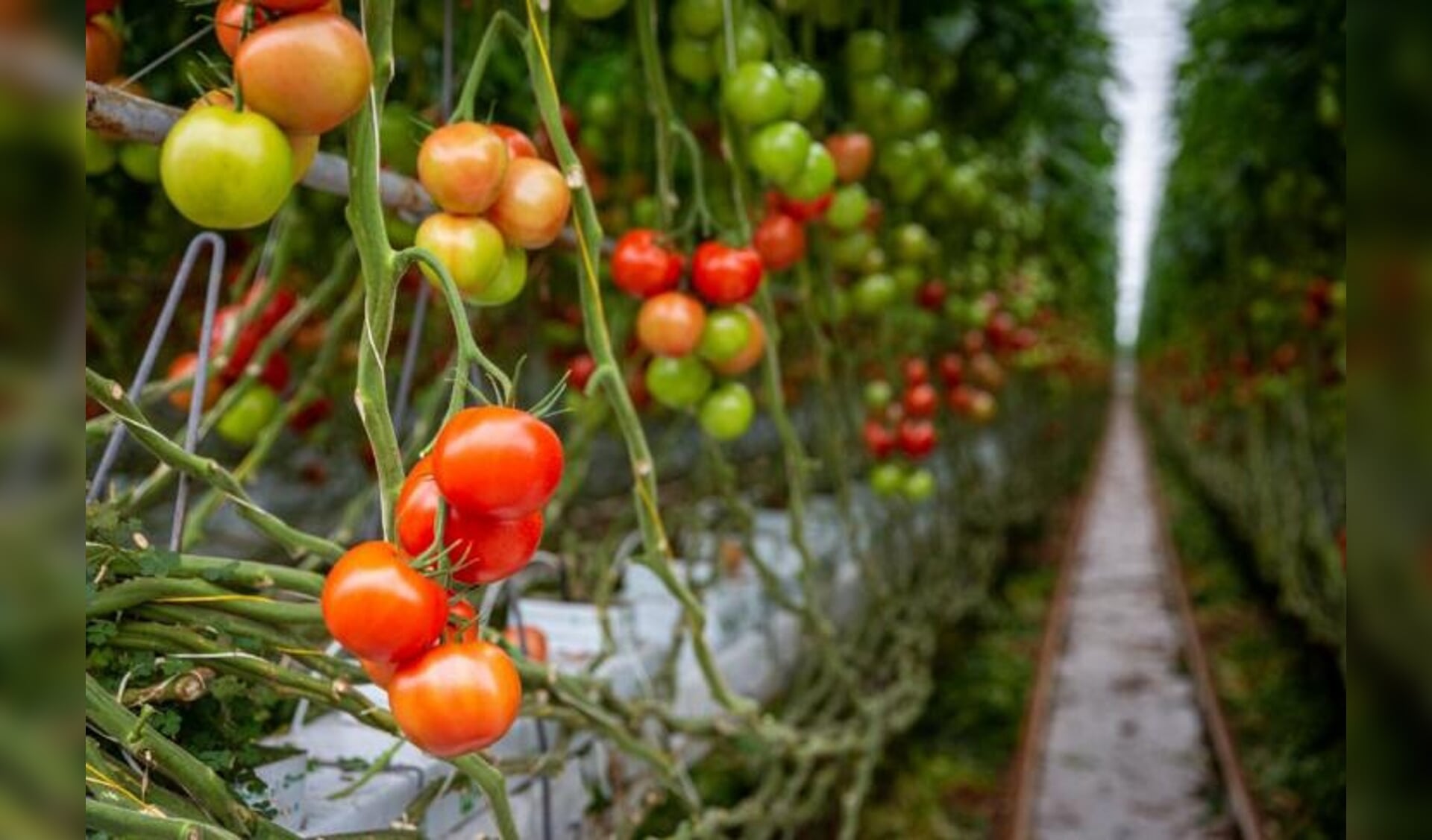 Tomatenkwekerij De Groot Toamtes (Harmelen) 
