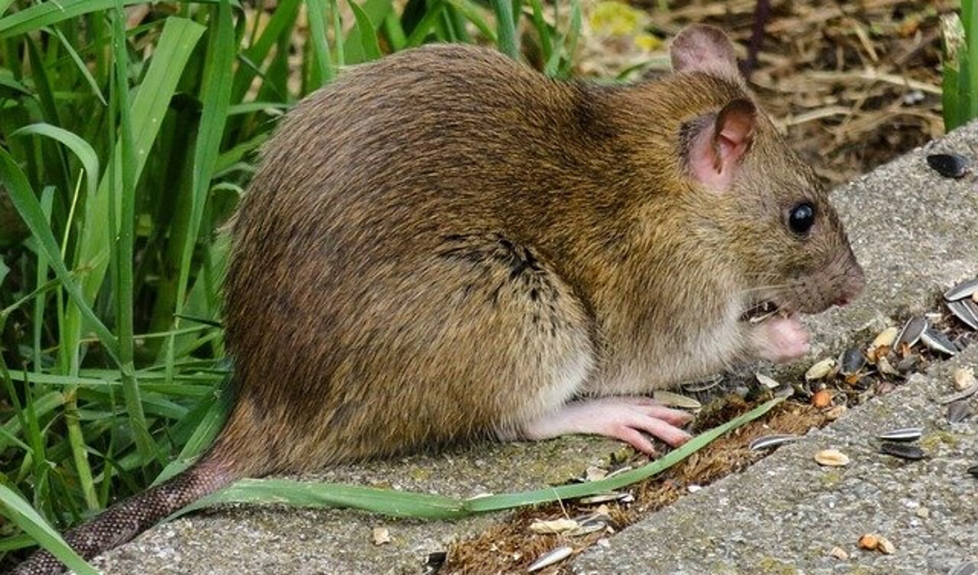 Aanwezige rattenpopulaties kunnen worden verkleind, maar helemaal verdwijnen uit de openbare ruimte en tuinen zullen ze niet.