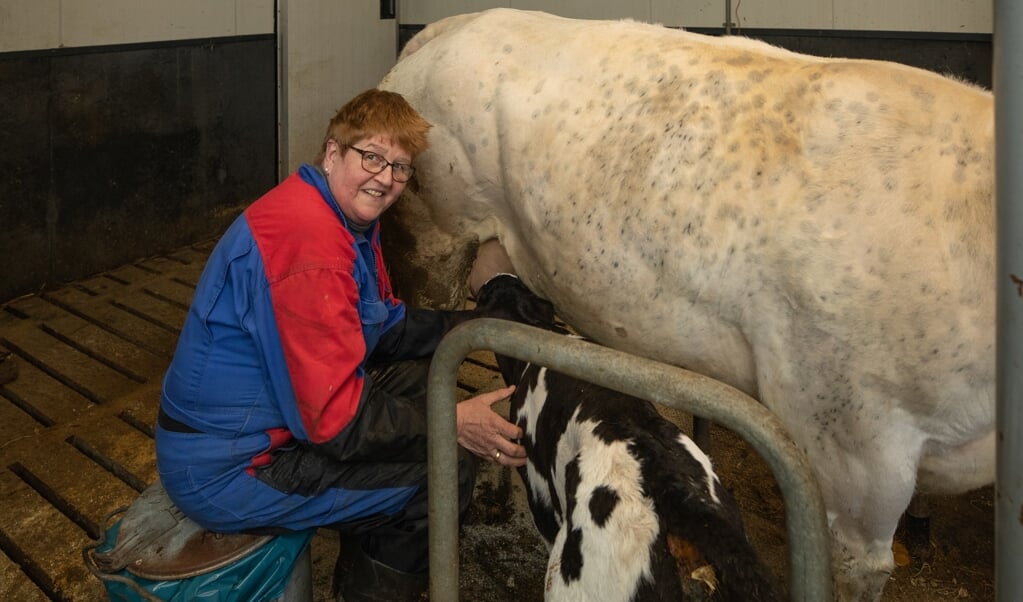 Gerda Tupker is druk op de boerderij met een kalfje leren melk drinken bij moeder koe.
Is niet bij elk kalfje nodig, maar zo nu en dan wel.
In twee dagen weten ze het meestal wel.