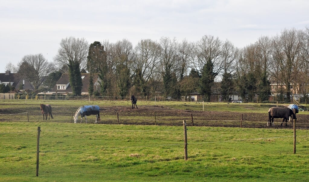 Het gebied tussen Koninginnelaan en Jachthuislaan bestaat nu nog uit weilanden waar paarden grazen.