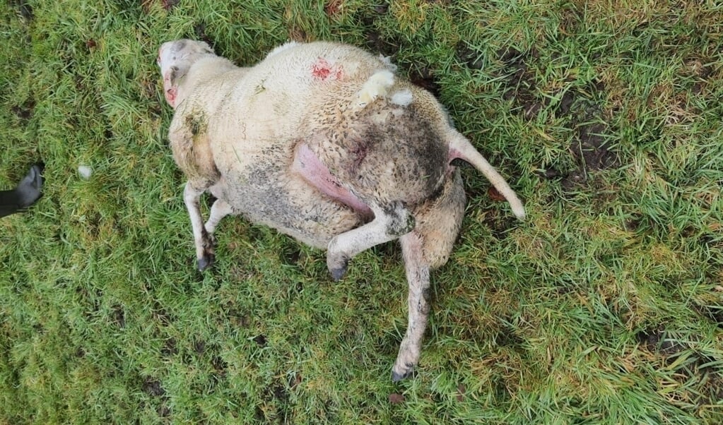 Recentelijk doodgebeten schaap in Putten.