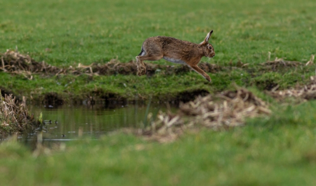 Springende haas in de Duivendrechtse Polder