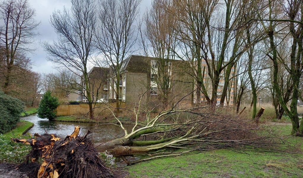 Ook in Park Middenhoven zijn enkele bomen gesneuveld.