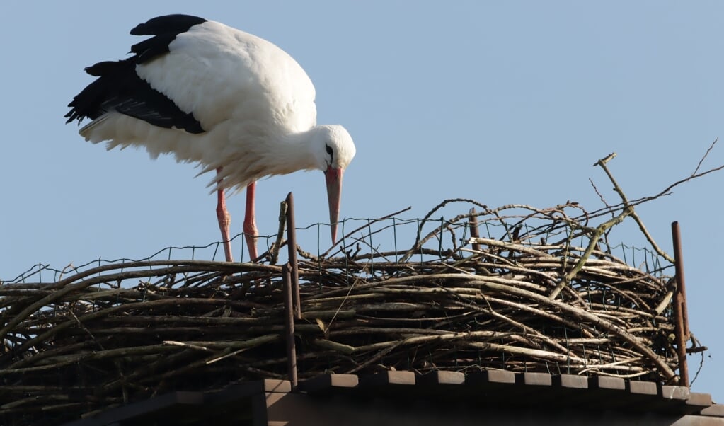 Ooievaar druk op het nest aan de Krommerijn.