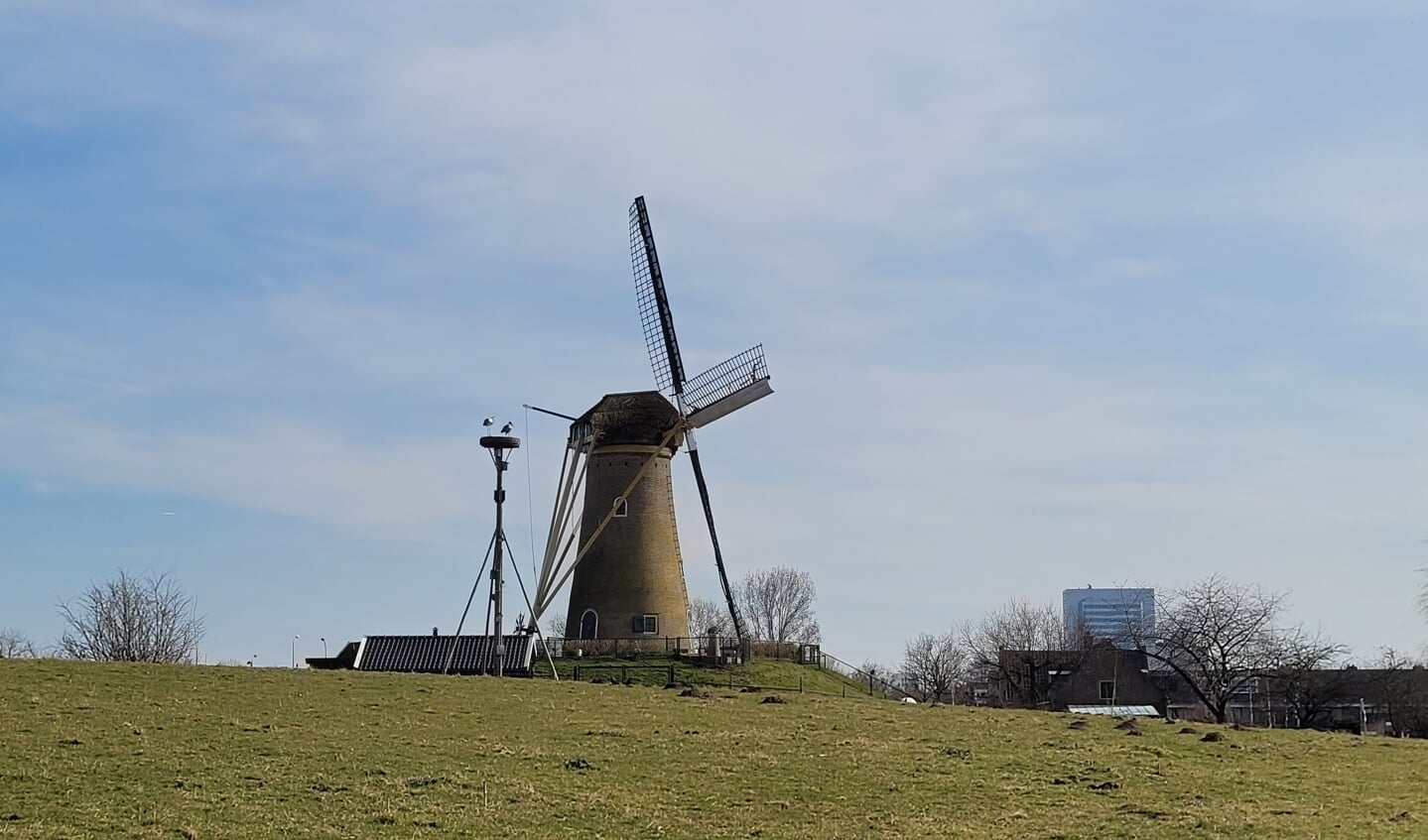 Ooievaars voelen zich thuis in hun nest bij de molen in Hoofddorp.