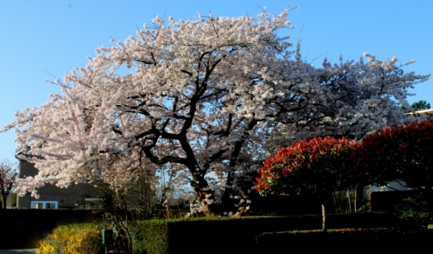 De mooiste boom van Ouderkerk aan de Hogerlustlaan in volle bloei.