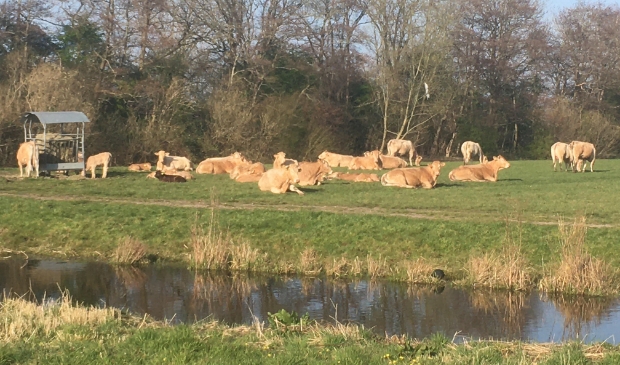 Koeien naar buiten