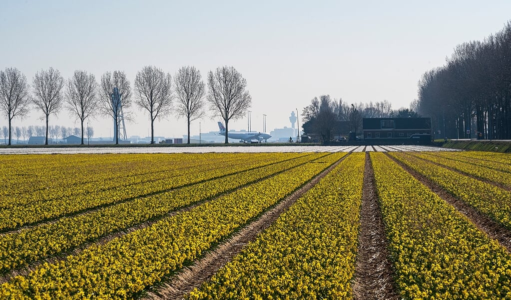 Het vooralsnog geel wat de klok slaat op de bollenvelden in het noorden van Haarlemmermeer. 