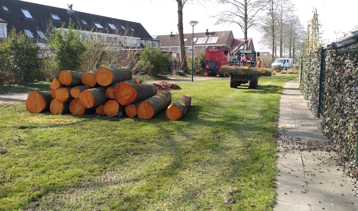 Begin deze week werden zeven bomen gekapt langs het Pad door Dalenoord in Odijk.