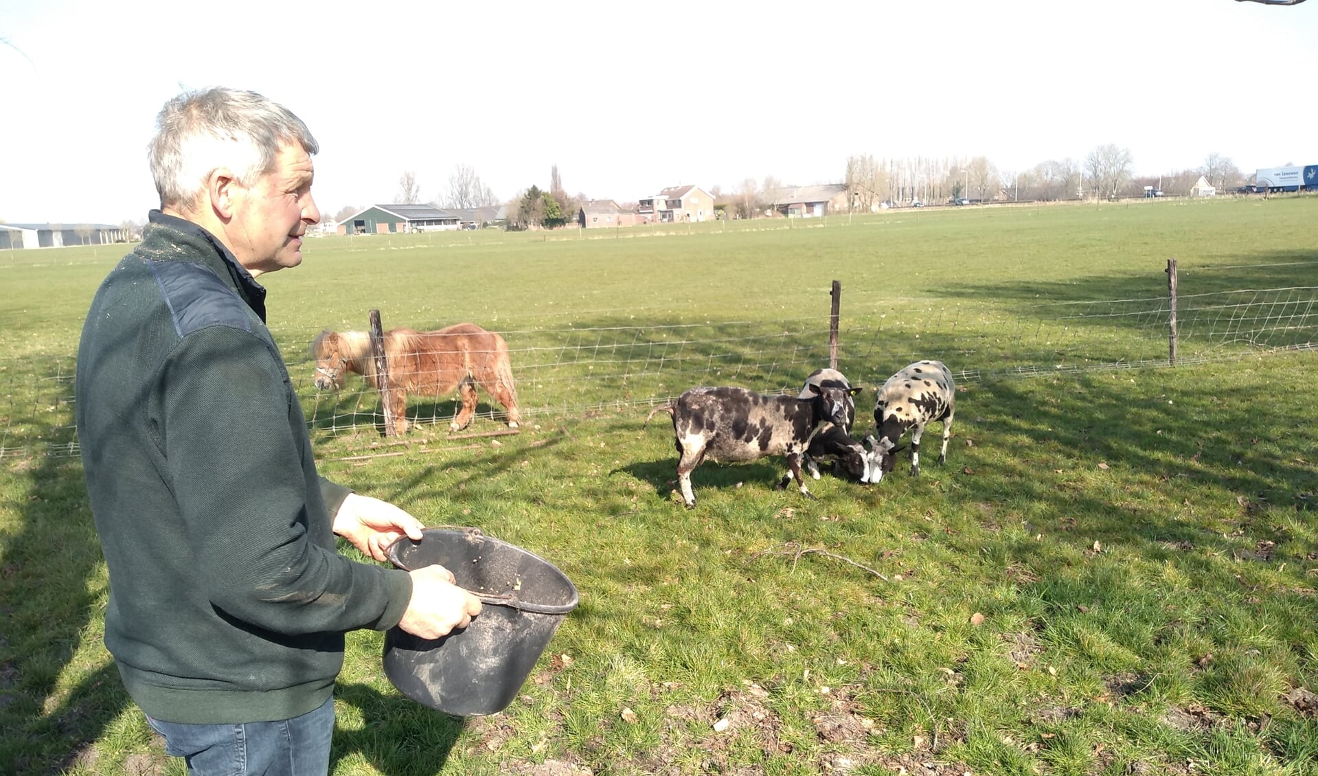 Piet Voskuilen houdt al meer dan 25 jaar schapen.