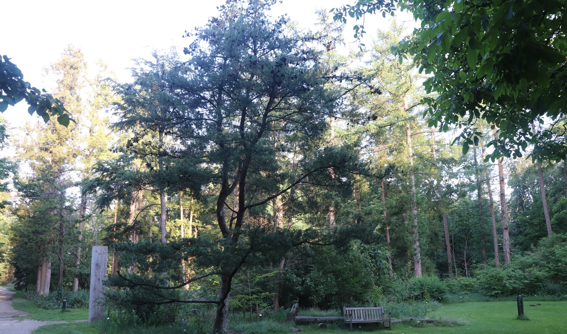 Mede door de inspanningen op Landgoed Schovenhorst werd de Douglas spar een van de meest verbreide boomsoorten.