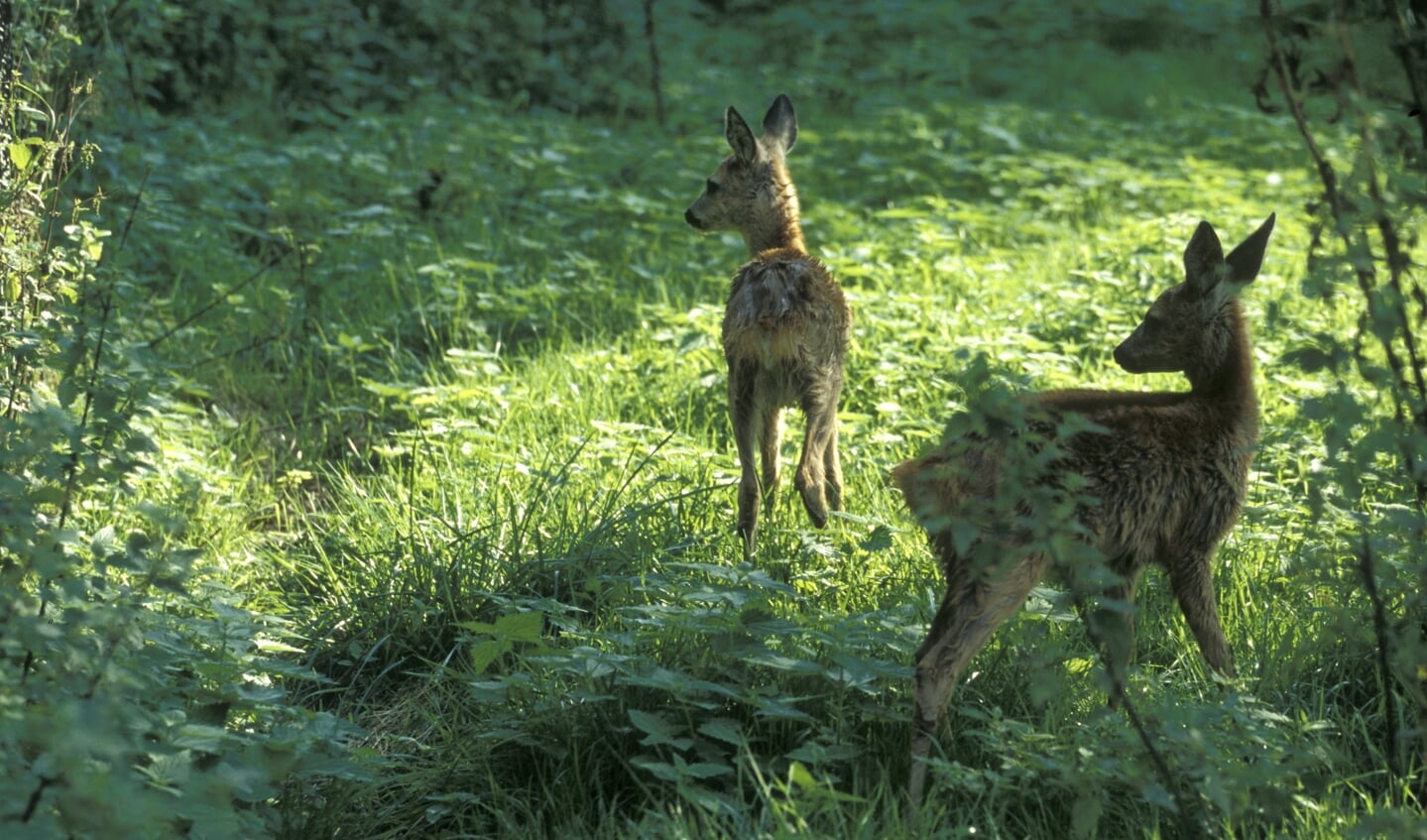 Reekalfjes zijn erg kwetsbaar voor verstoring door wandelaars en honden.