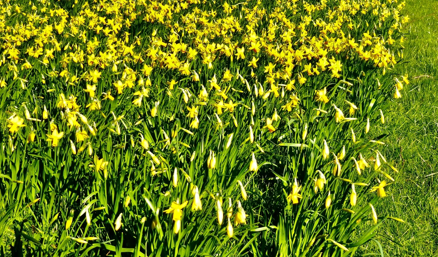 Narcissen kleuren het grasveld geel