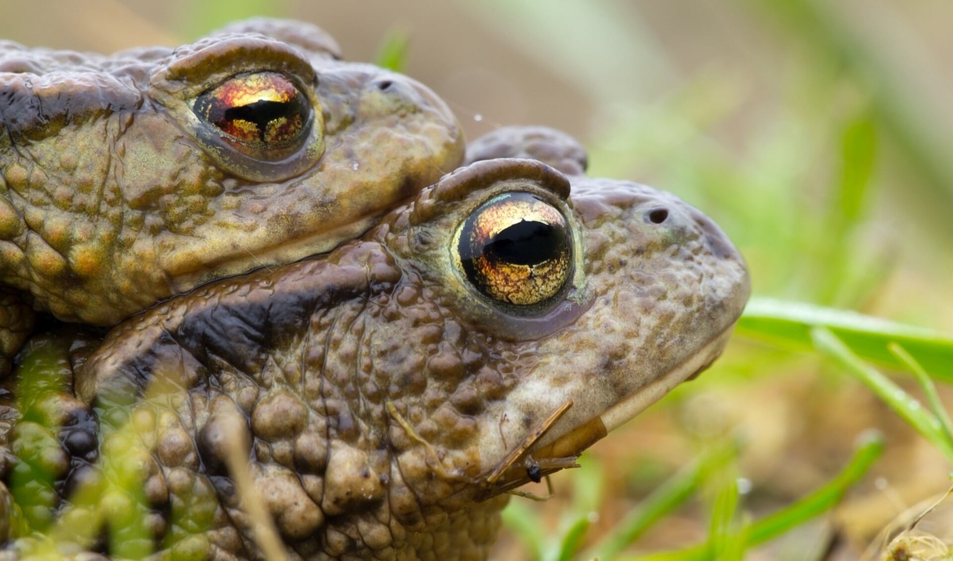 Amplexing couple of Common Toad (Bufo bufo) during mass migration
