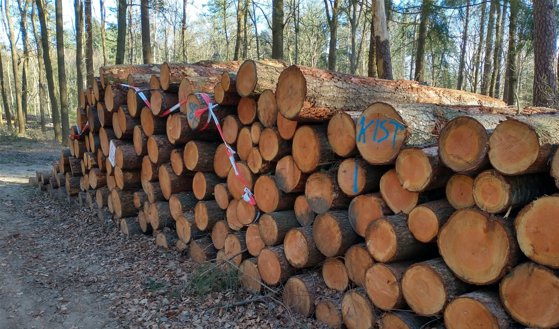 een van de vele houtstapels op landgoed Groevenbeek 