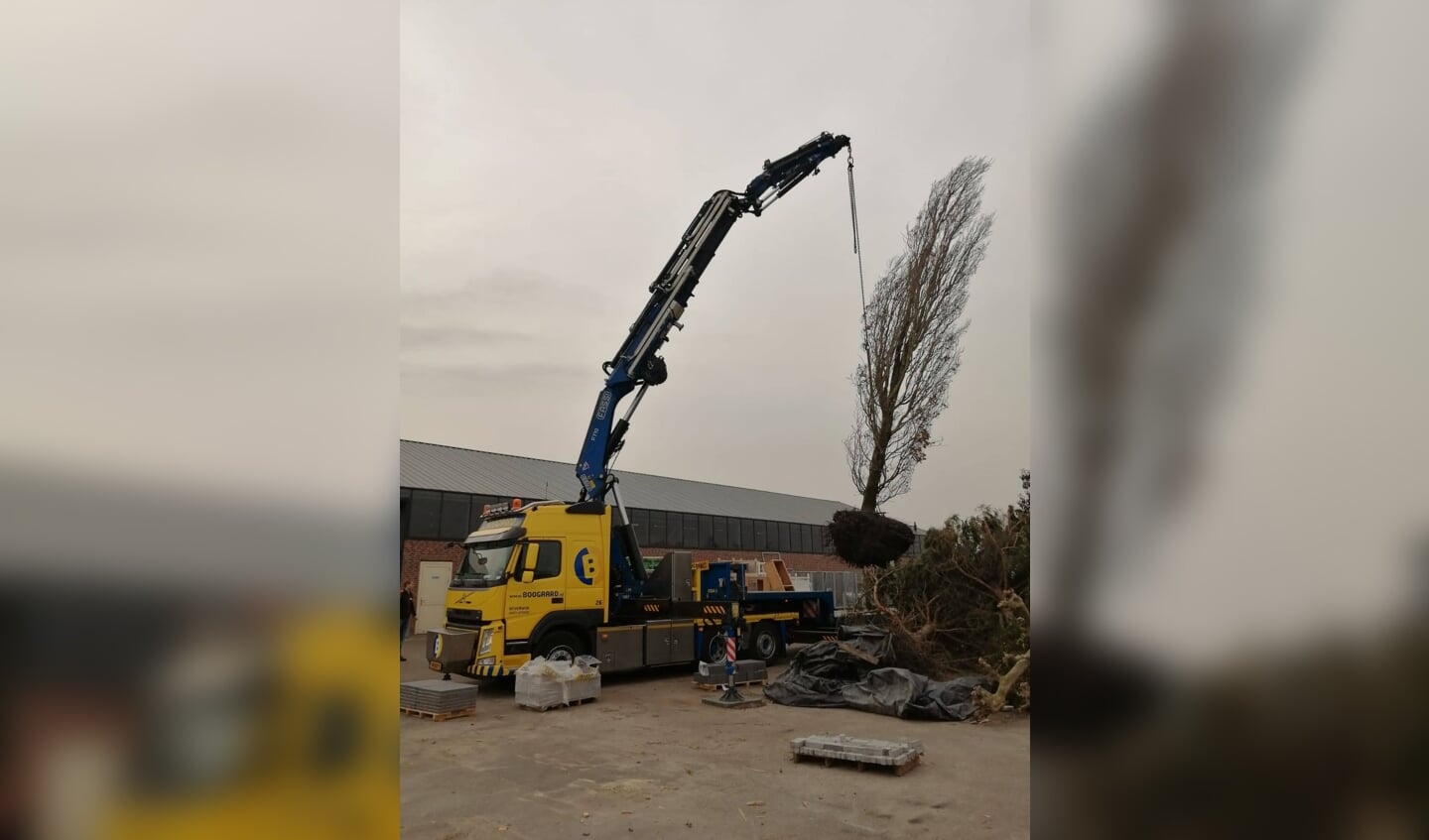 Zuileik van 10 meter