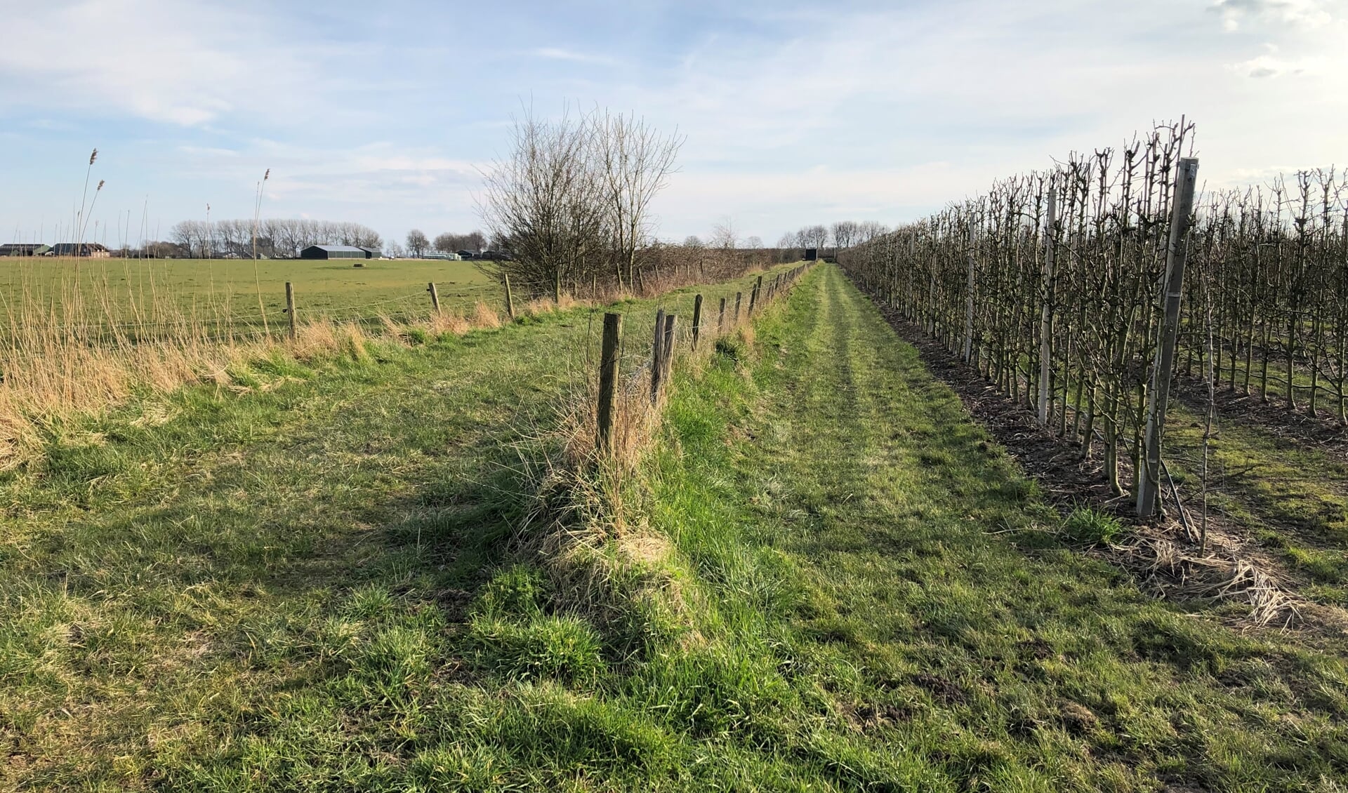 Rechts de 3 meter hoge boomgaard, links het geplande zonneveld, vanaf de parallelweg langs de A12.