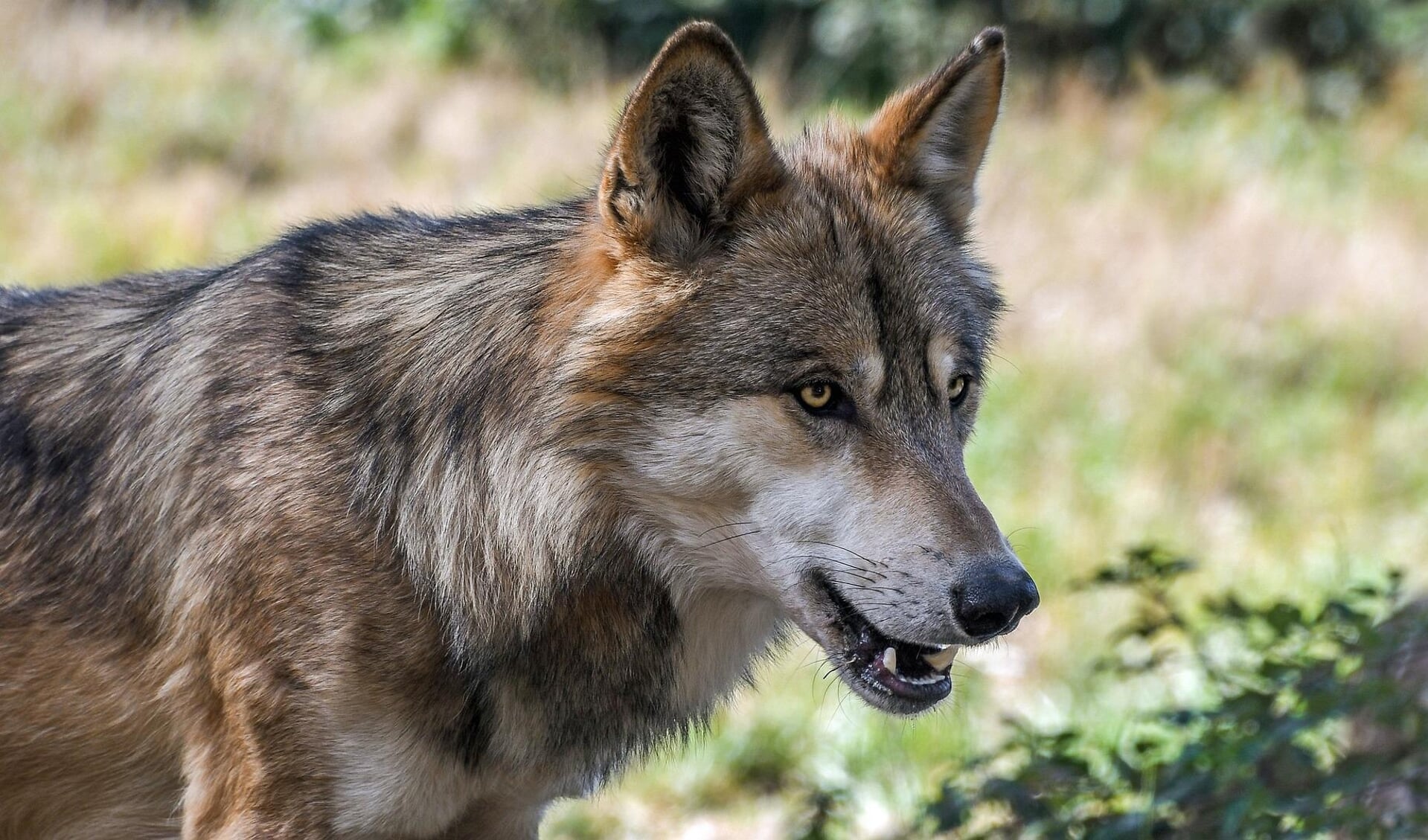 De wolf, voortaan ook in deze regio te zien.