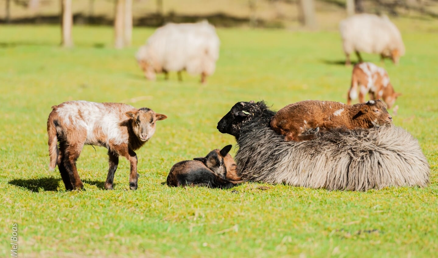 Schapen en lammeren op Heidestein.