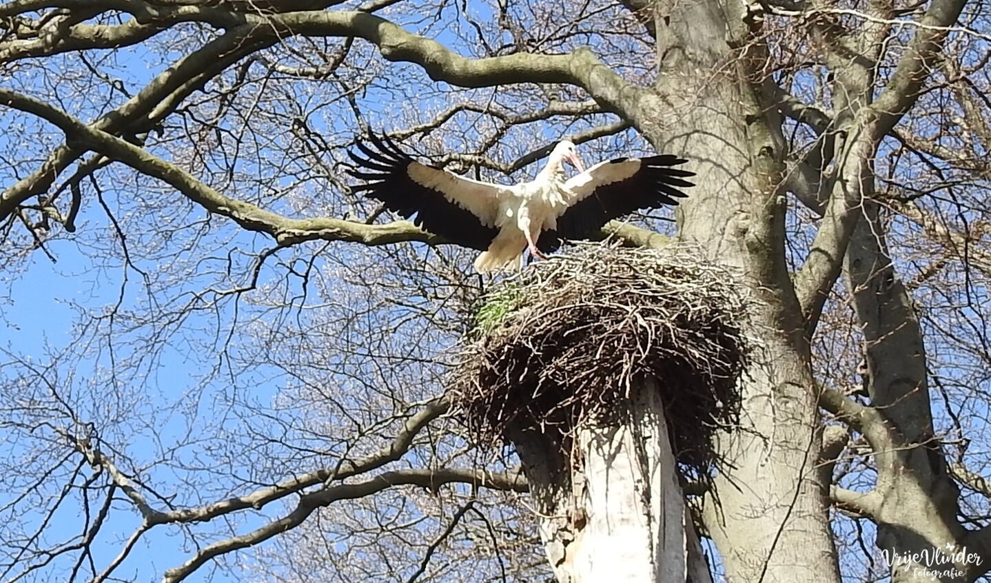 De overgebleven ooievaar strijkt neer op het nest.