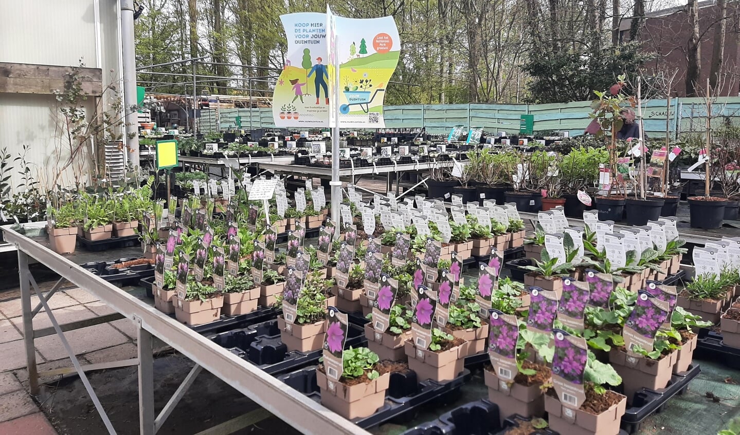 Duintuinenplanten in tuincentrum.