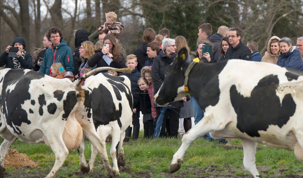 Koeien Genieten Van Eerste Sprongen In De Wei - Barneveldse Krant ...