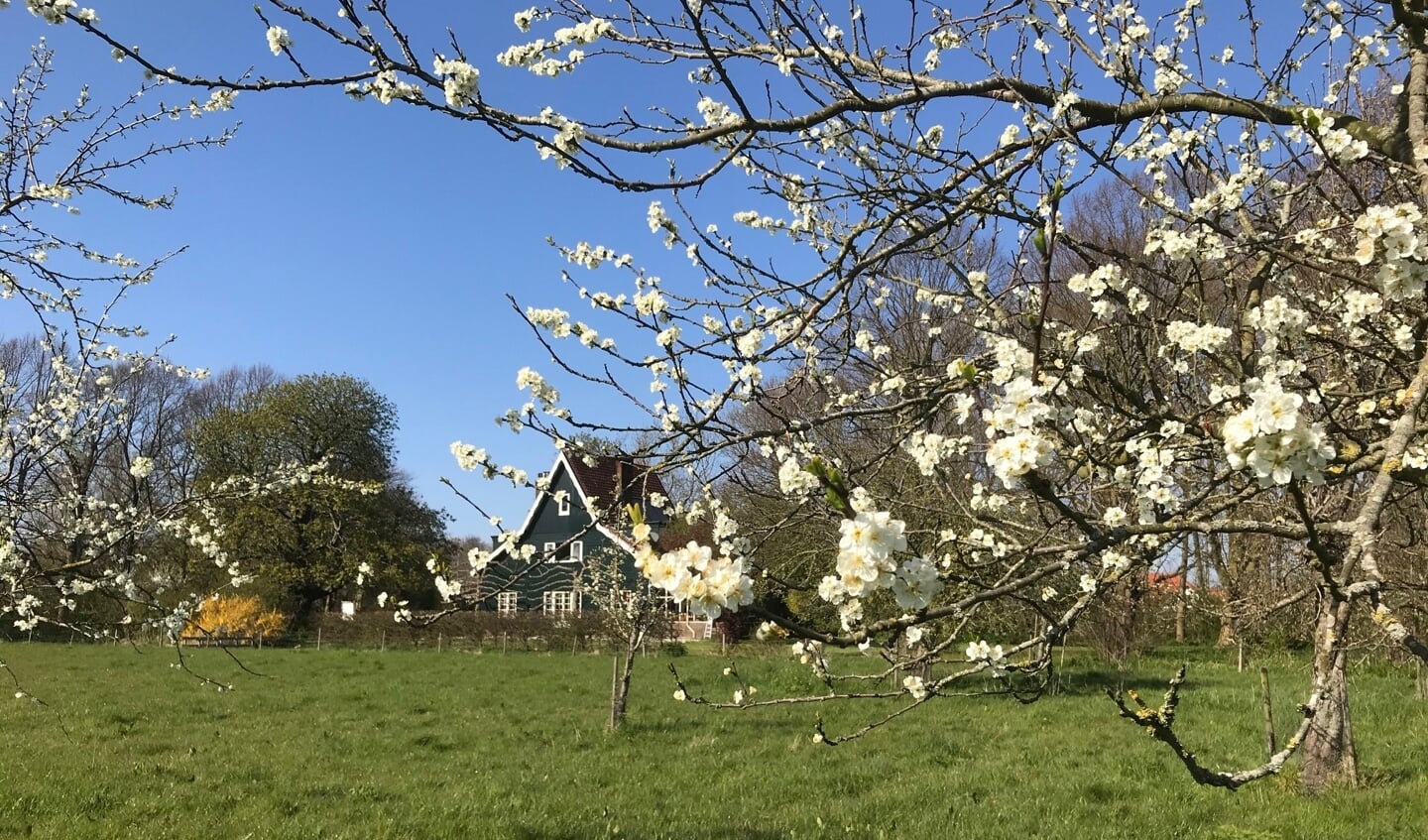 Bloeiende hoogstamboomgaard voor het Groene huis